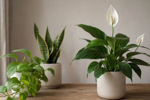 Quelles plantes d’intérieur privilégier pour un espace apaisant ?